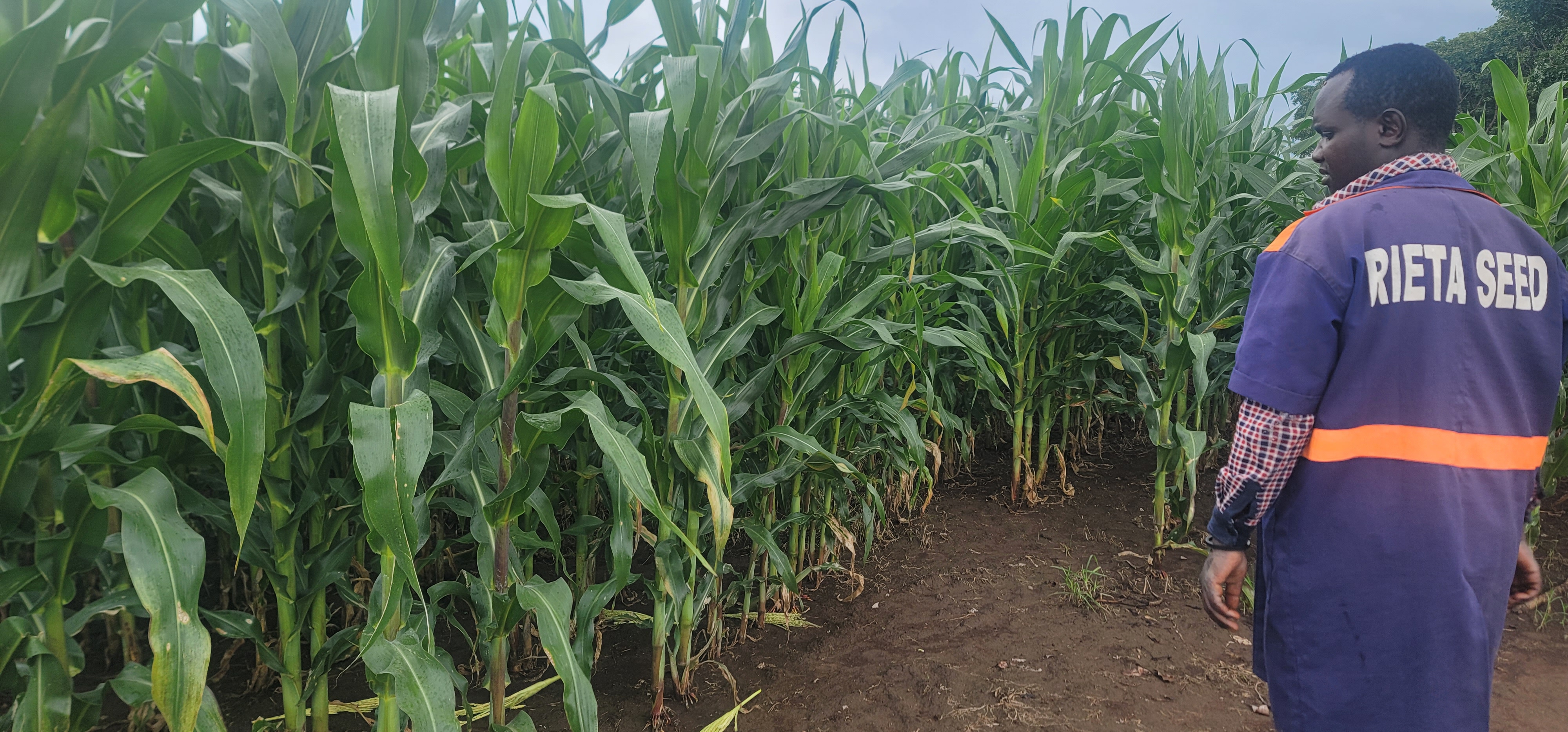Field Agronomy